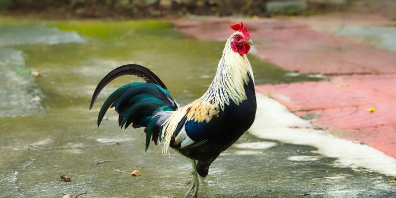 Đá Gà Tre - Trải Nghiệm Các Trận Đấu Đầy Kịch Tính, Đẹp Mắt Ưu tiên chọn những chú gà dáng đi linh hoạt, sức bền tốt