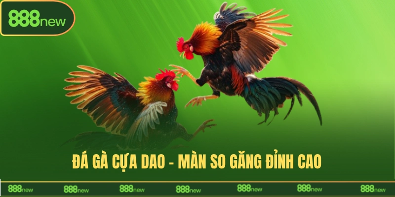 đá gà cựa dao