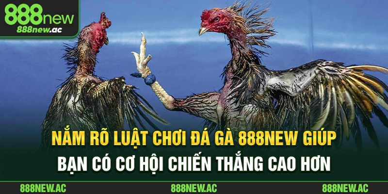 Nắm rõ luật chơi đá gà 888New giúp bạn có cơ hội chiến thắng cao hơn