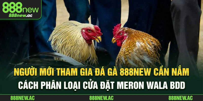Người mới tham gia đá gà 888New cần nắm cách phân loại cửa đặt MERON, WALA, BDD