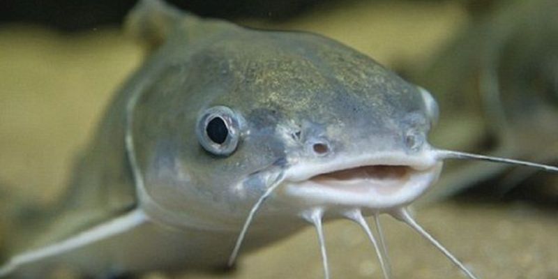 Mơ thấy cá trê là điềm gì? Giải mã ý nghĩa chi tiết
