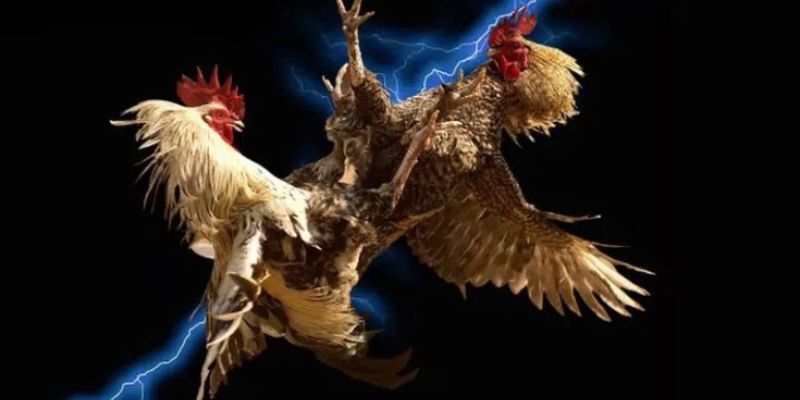Trận đá gà cựa dao đều có sự kịch tính và hấp dẫn